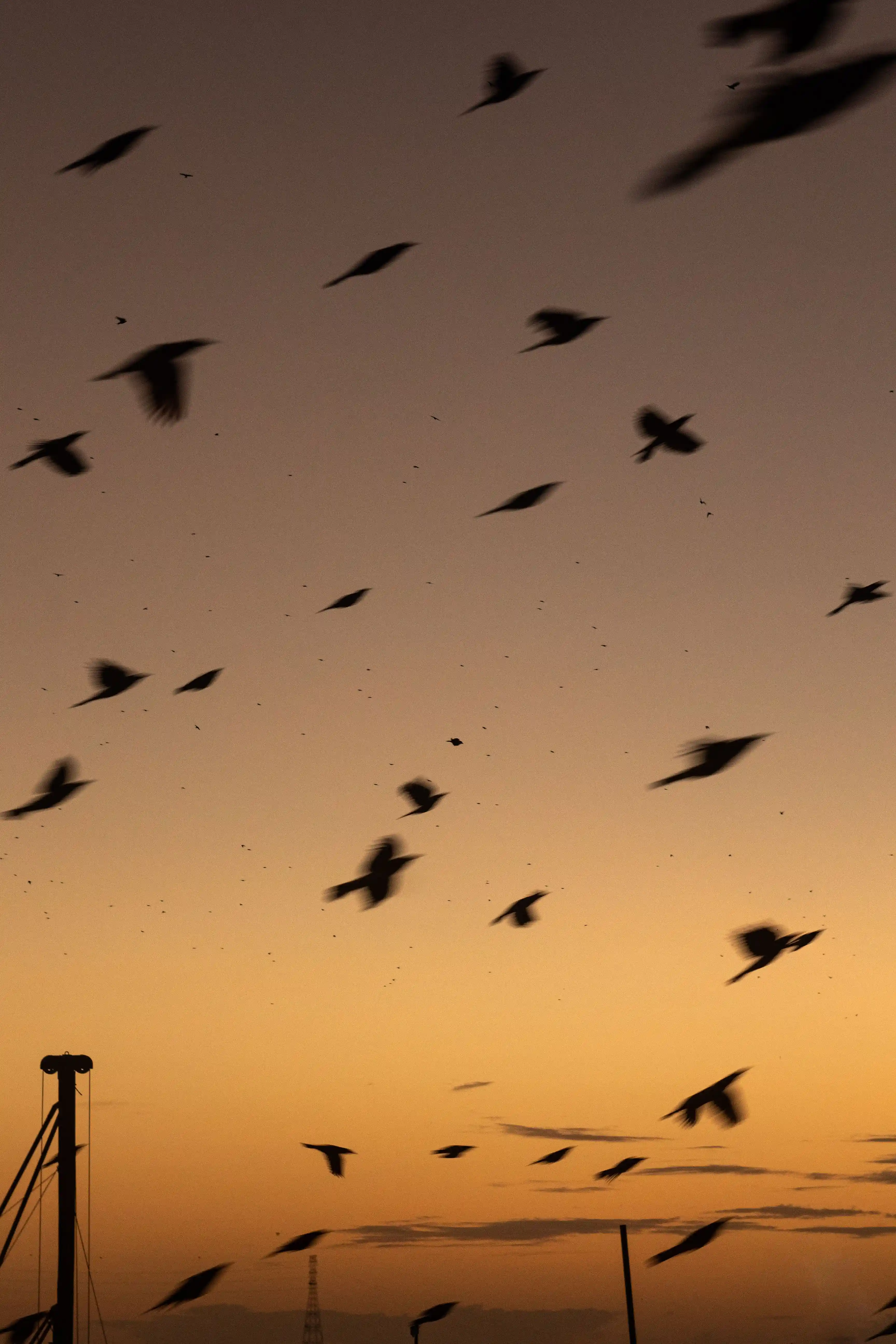 Uccelli in volo — metafora della libertà e del cambiamento